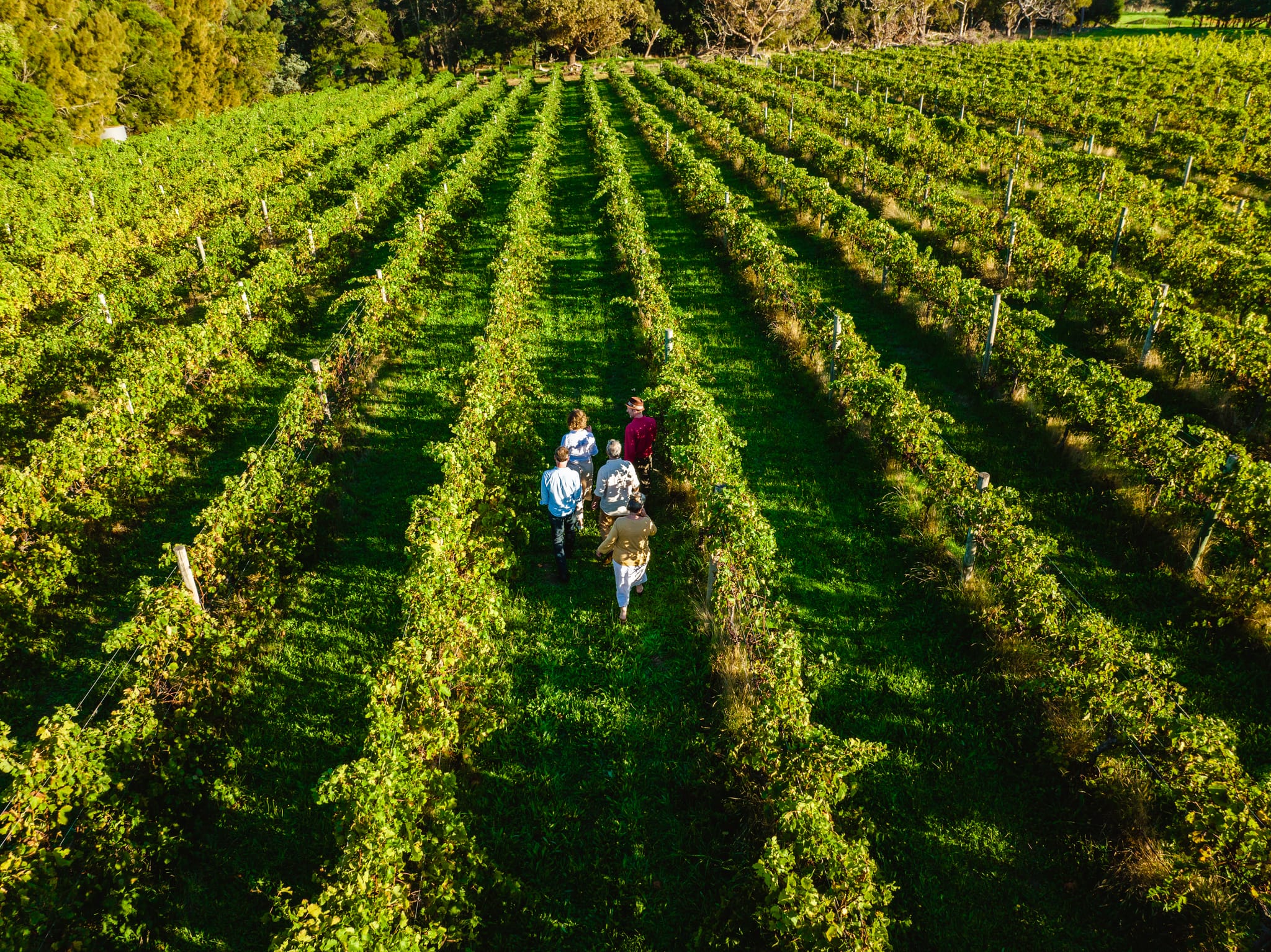 People walking through the vineyards at Oranje Tractor, Albany