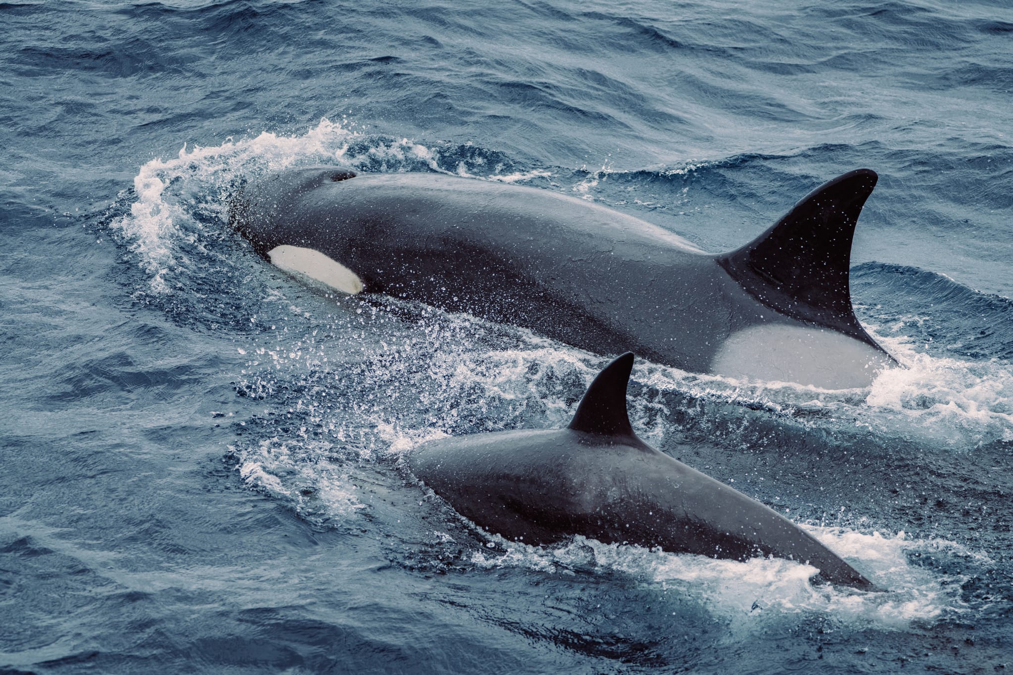Orcas of Bremer Bay with Naturaliste Charters