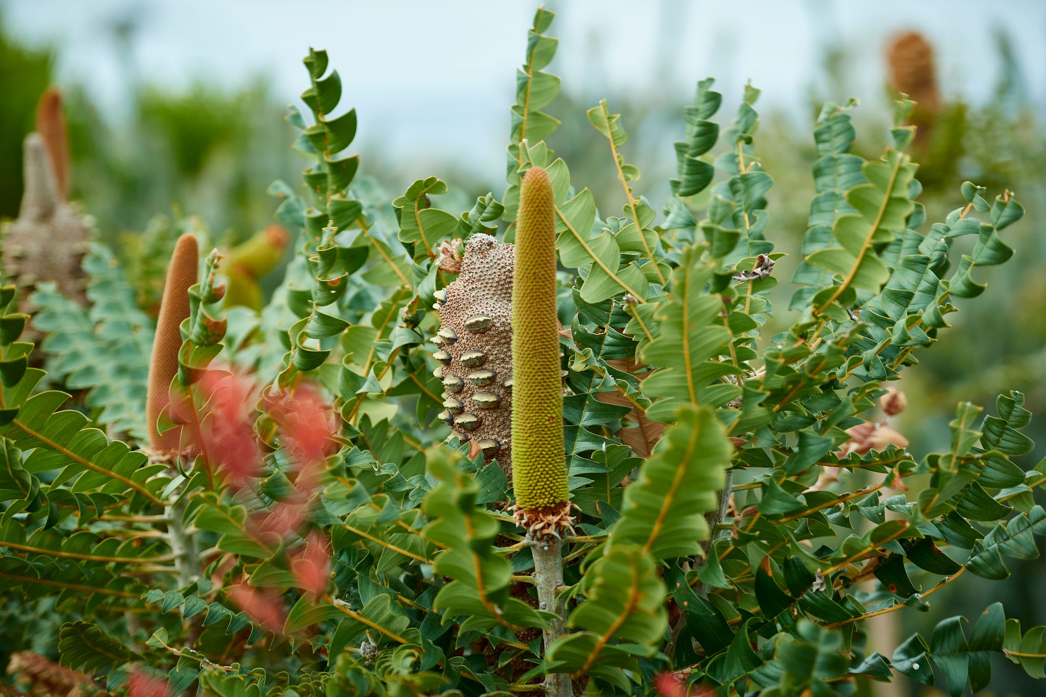 Wildflowers at Albany Discover Centre