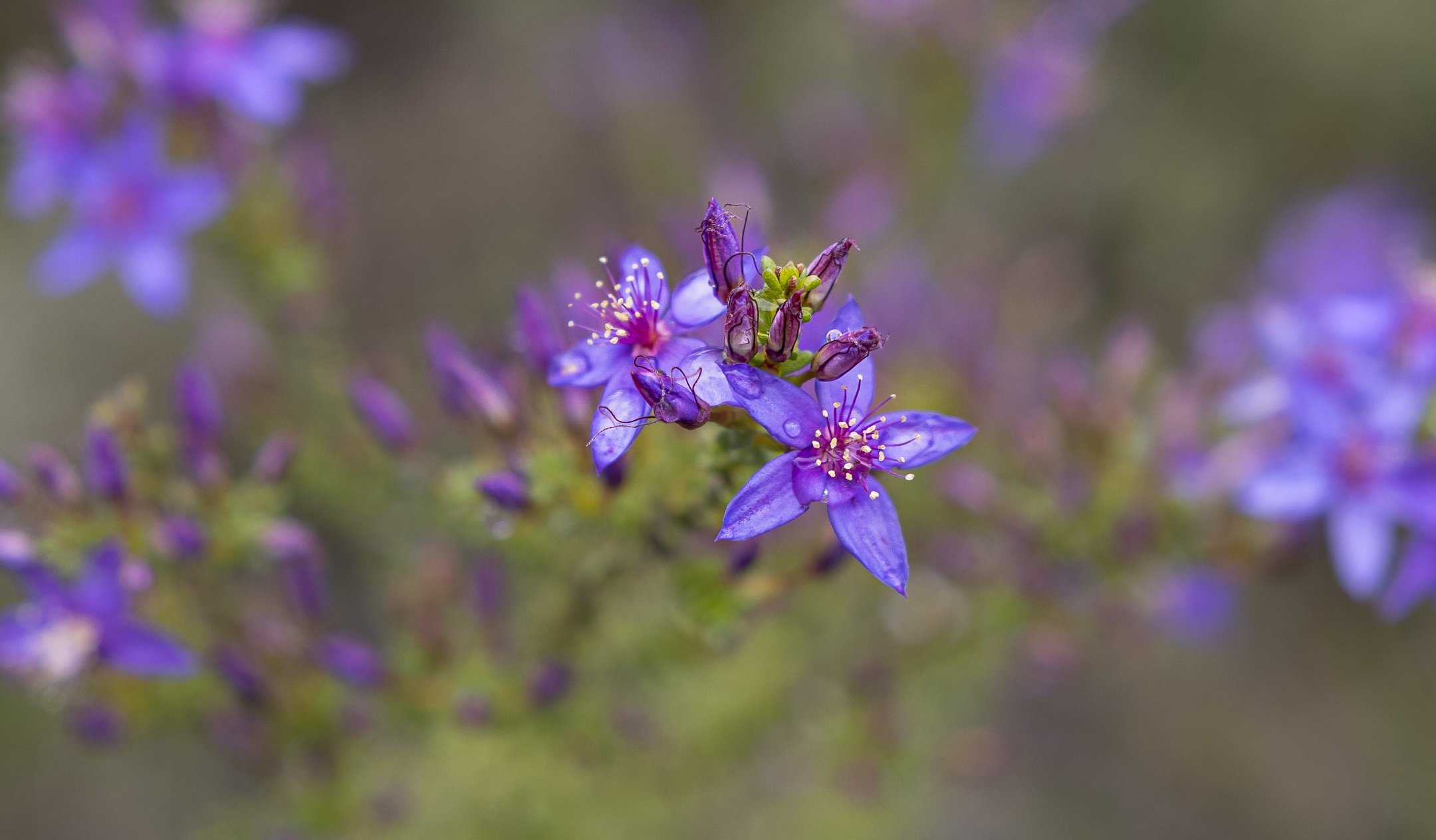 Cranbrook Wildflowers, Heidi Mayes, Great Southern