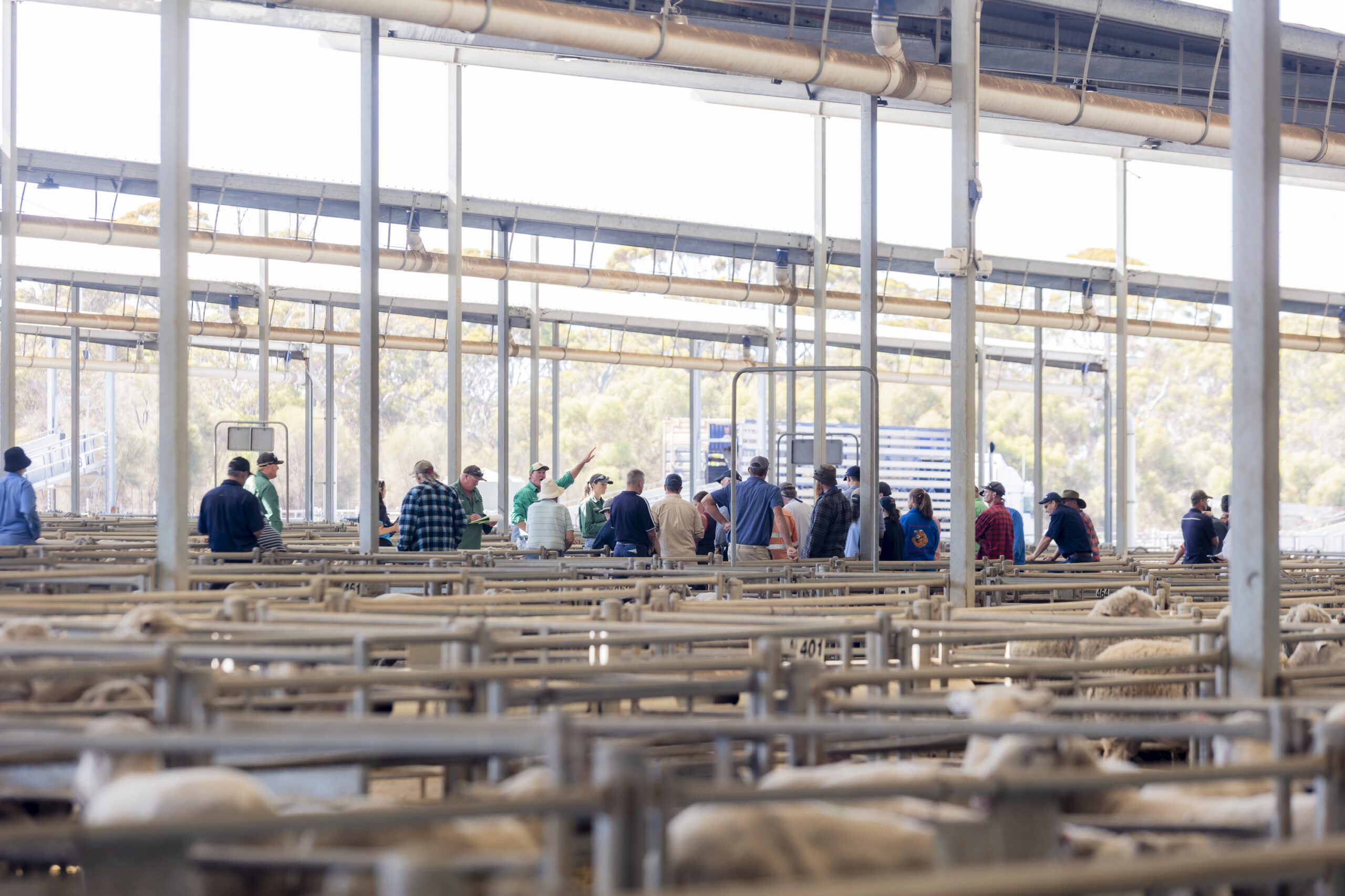 Katanning Regional Sheep Saleyards