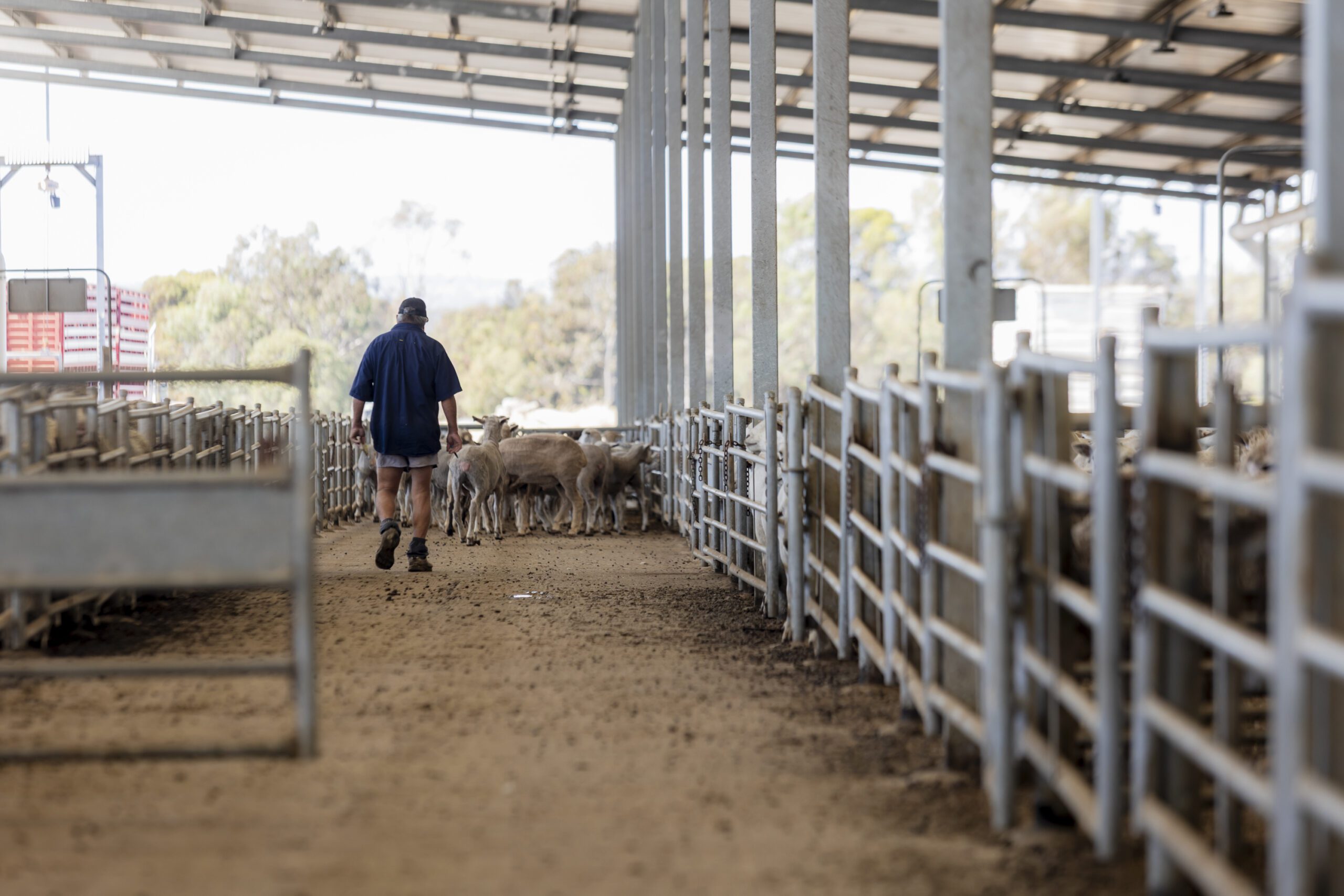 Katanning Regional Sheep Saleyards