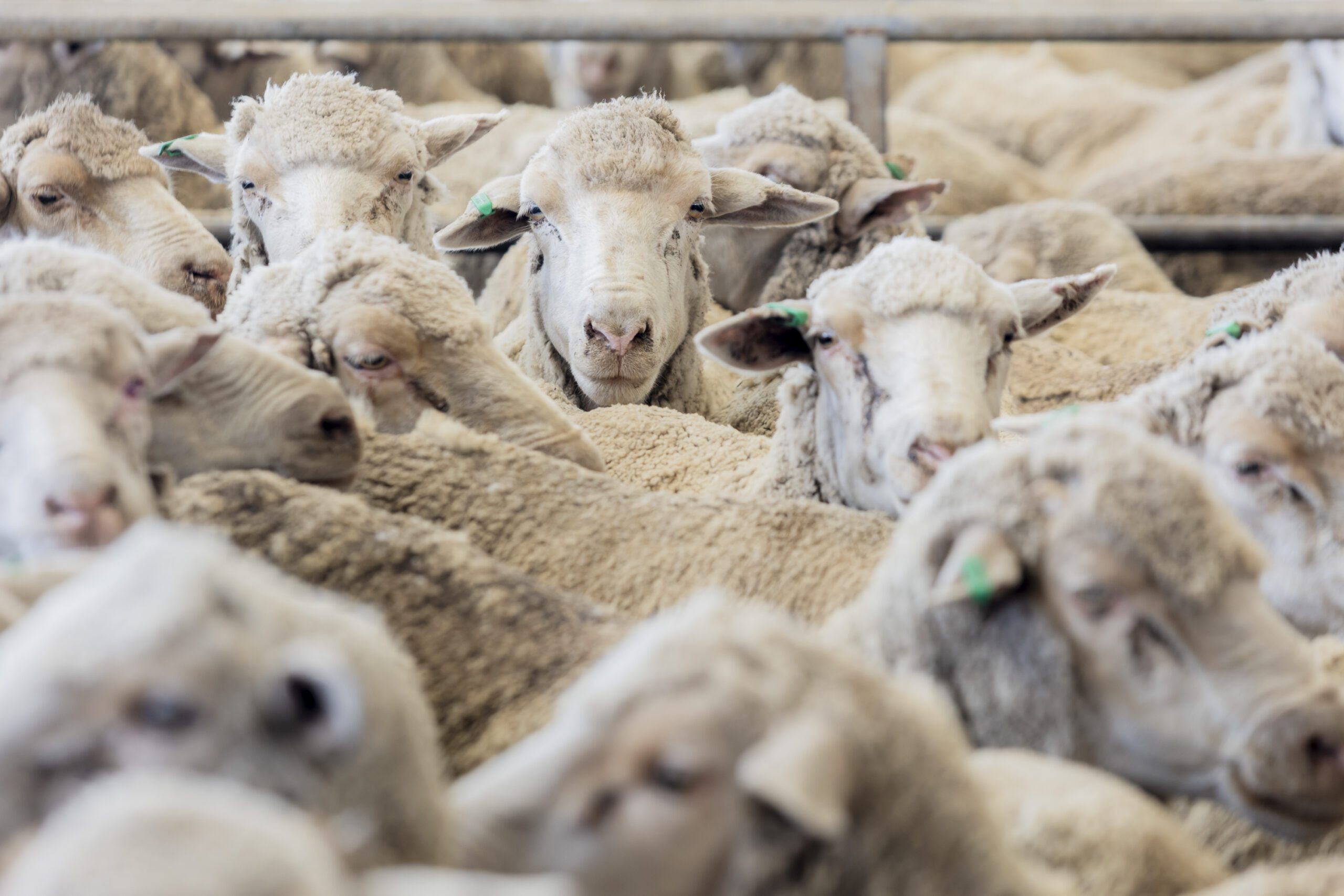 Katanning Regional Sheep Saleyards