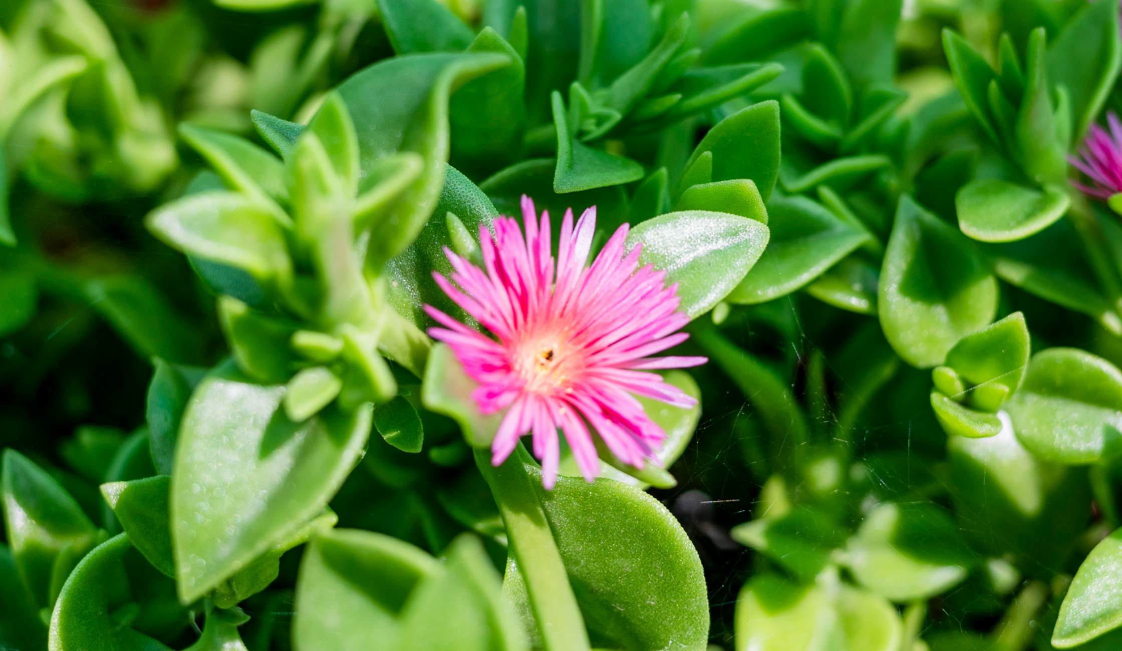 Iceplant Moojipin Foods