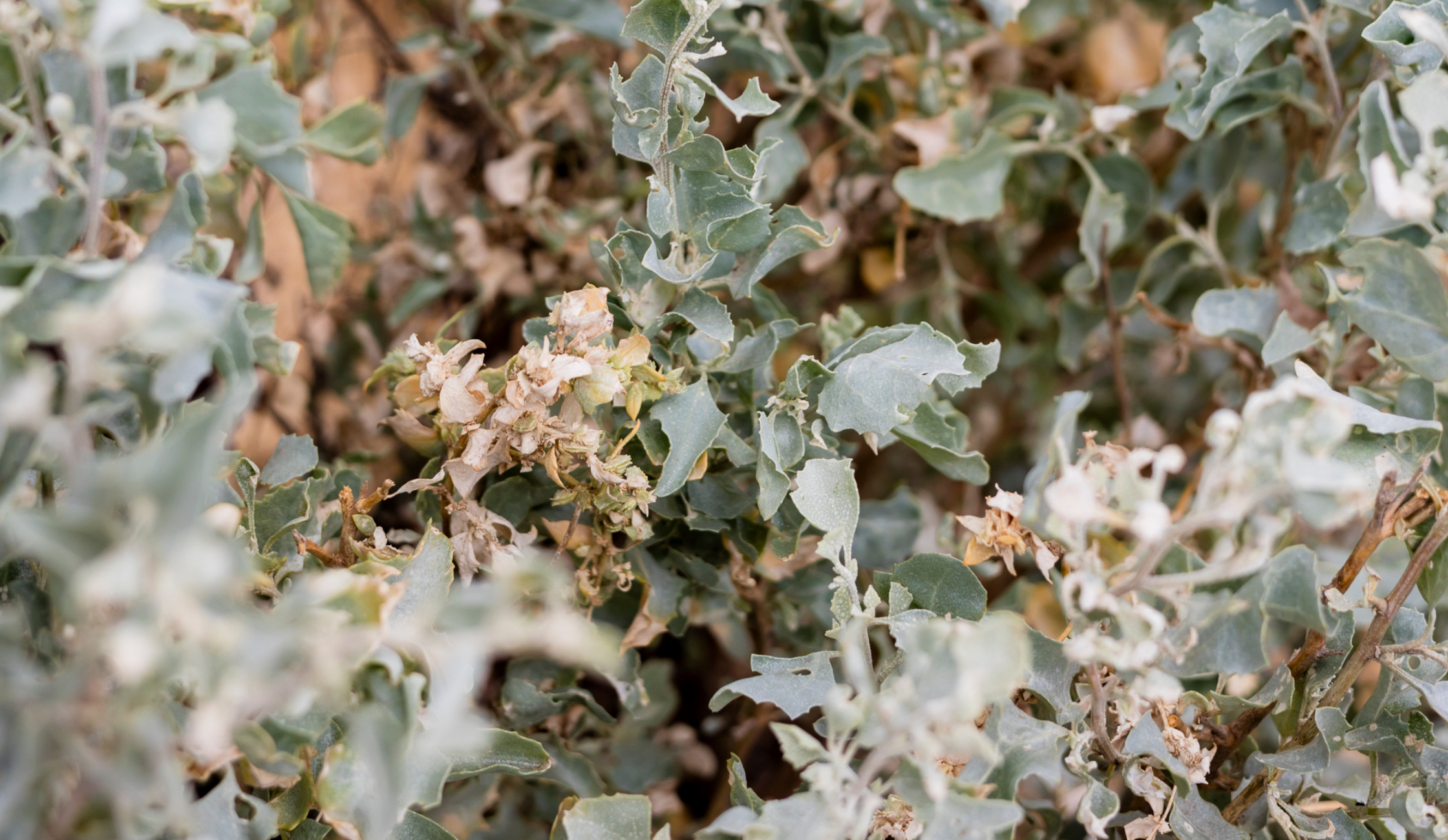 Saltbush, Moojepin Foods