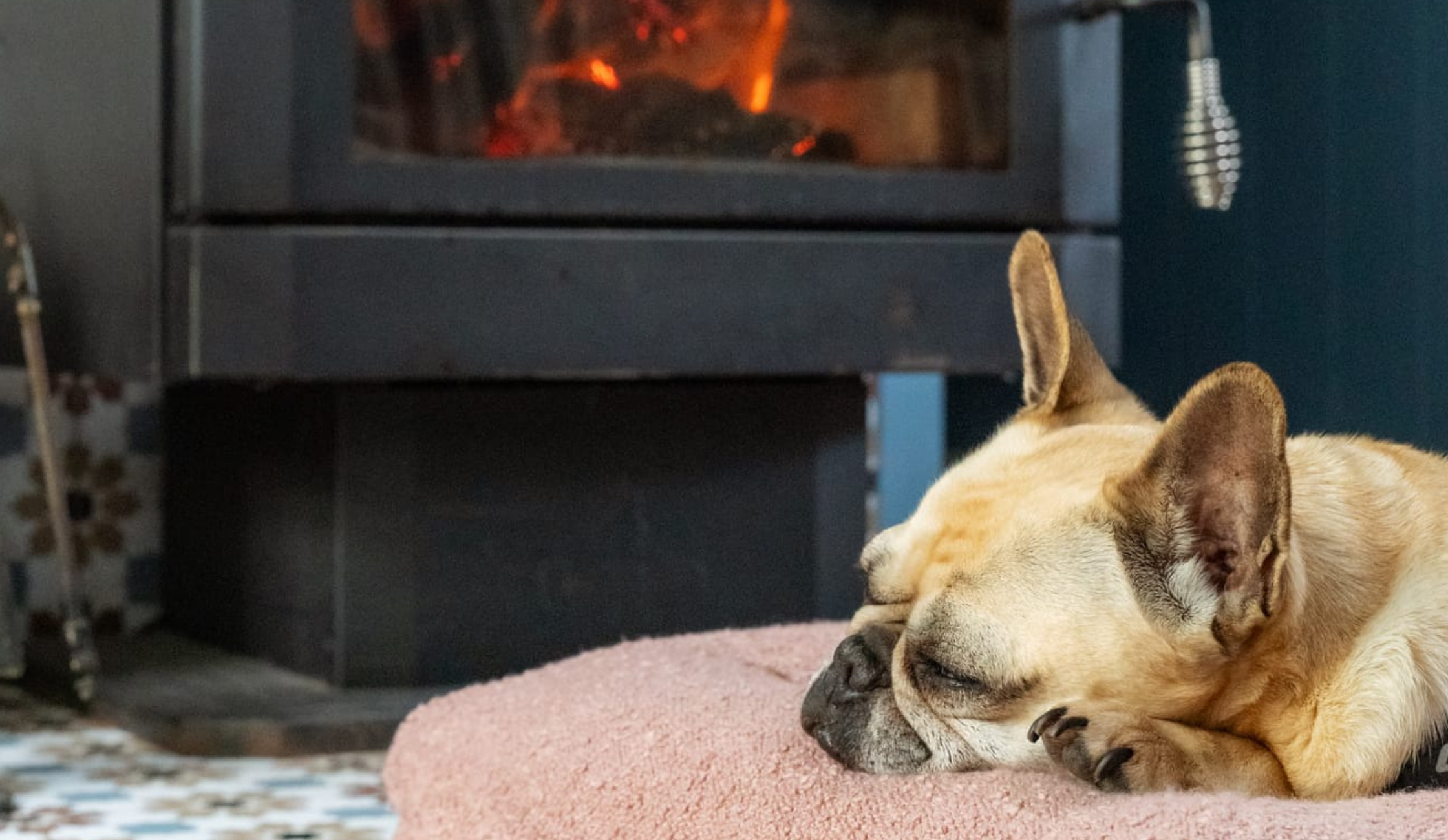 Dog fast asleep by the fire