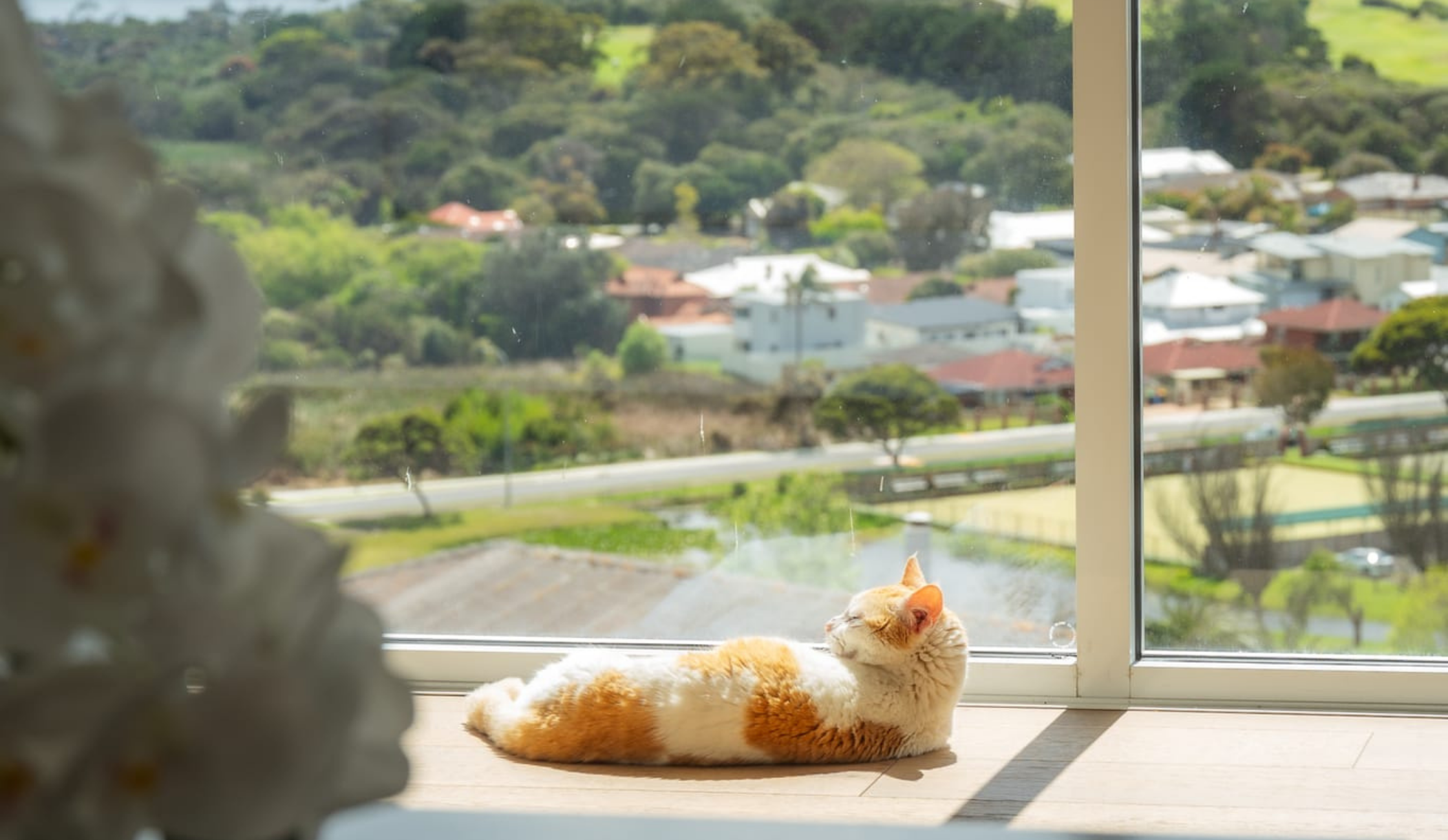 A cat checking out The View, Albany